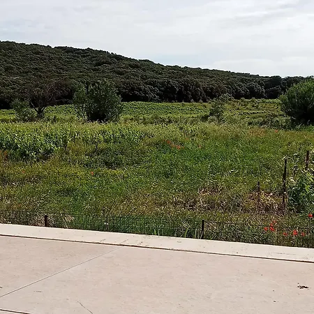 La Des Vignes